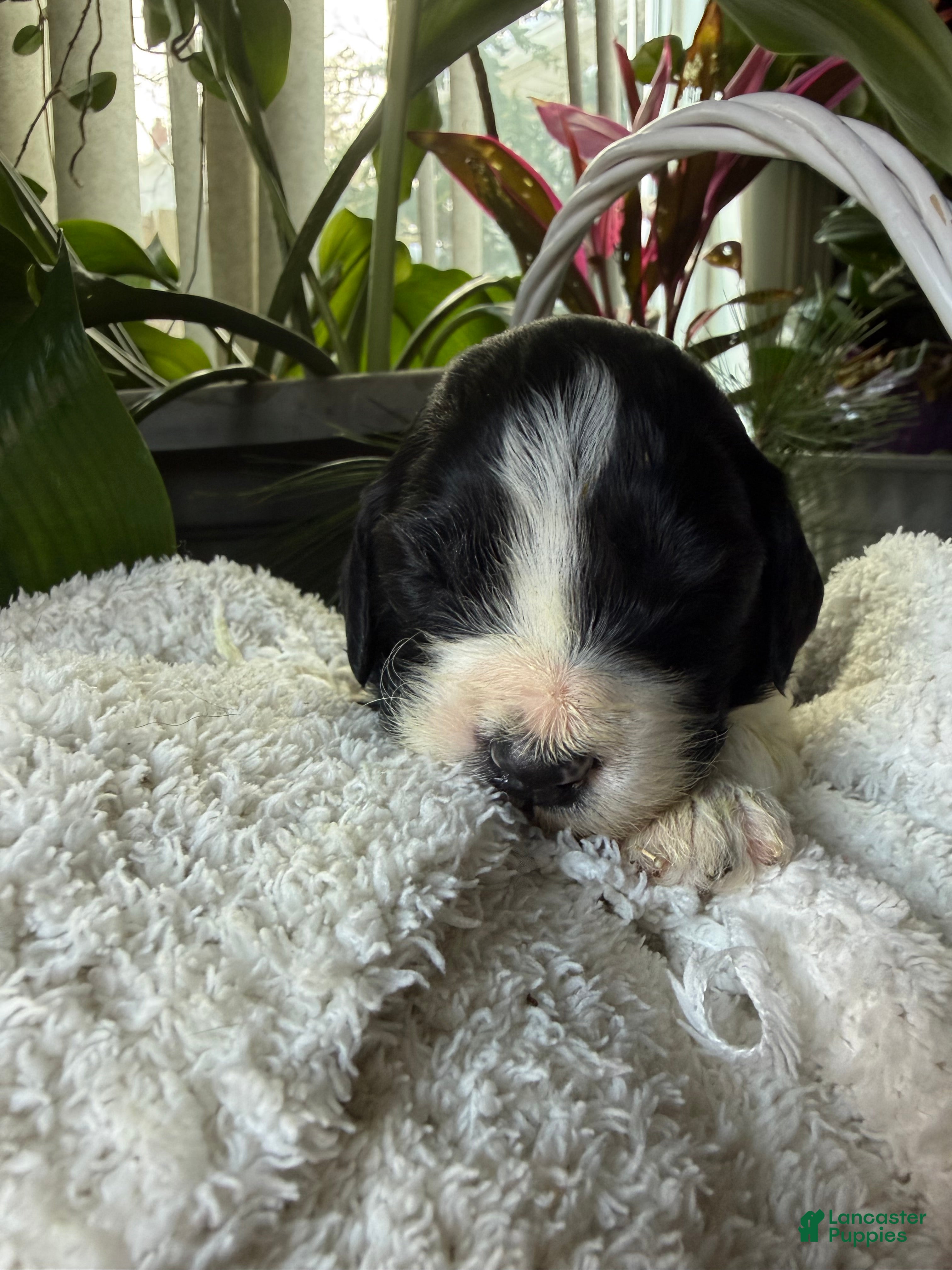 Goldendoodle dogs Coal - Ad 32