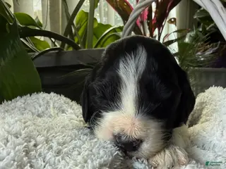 Goldendoodle dogs Coal - Ad 32