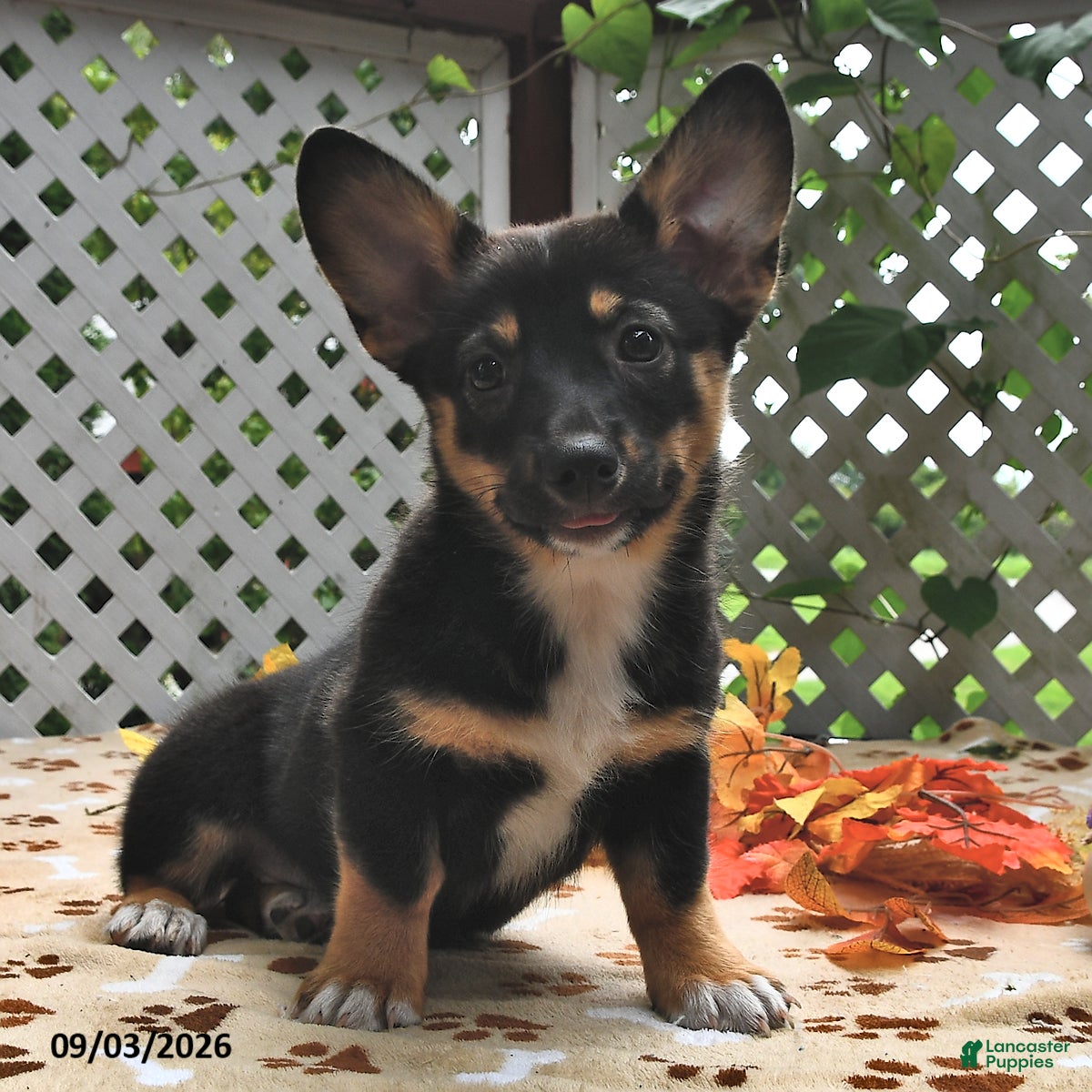 Welsh Corgi Pembroke dogs Destiny - Ad 2