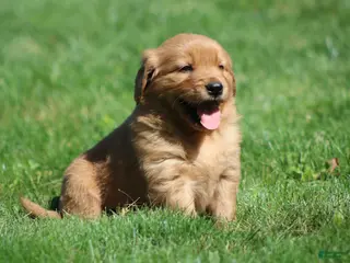 Golden Retriever dogs for sale: Marley - Ad 3