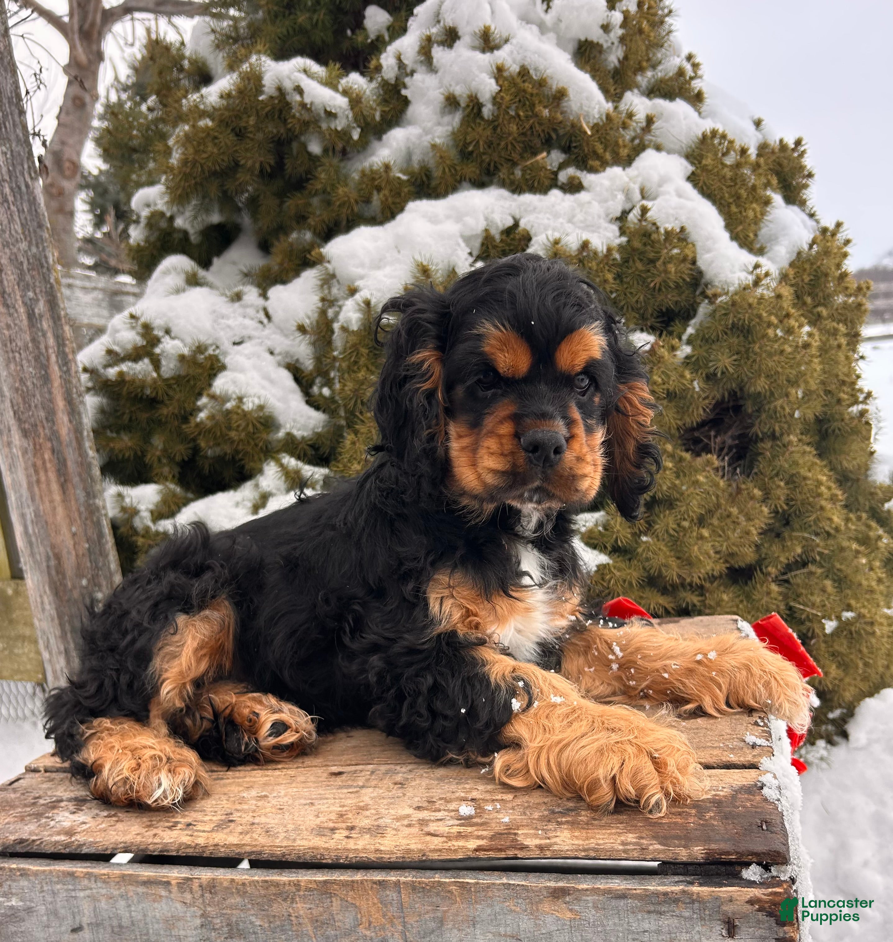 Cocker Spaniel dogs Zeke - Ad 9
