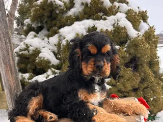 Cocker Spaniel dogs Zeke - Ad 9