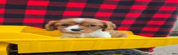Cavalier King Charles Spaniel dogs for sale: Dottie - Ad 3
