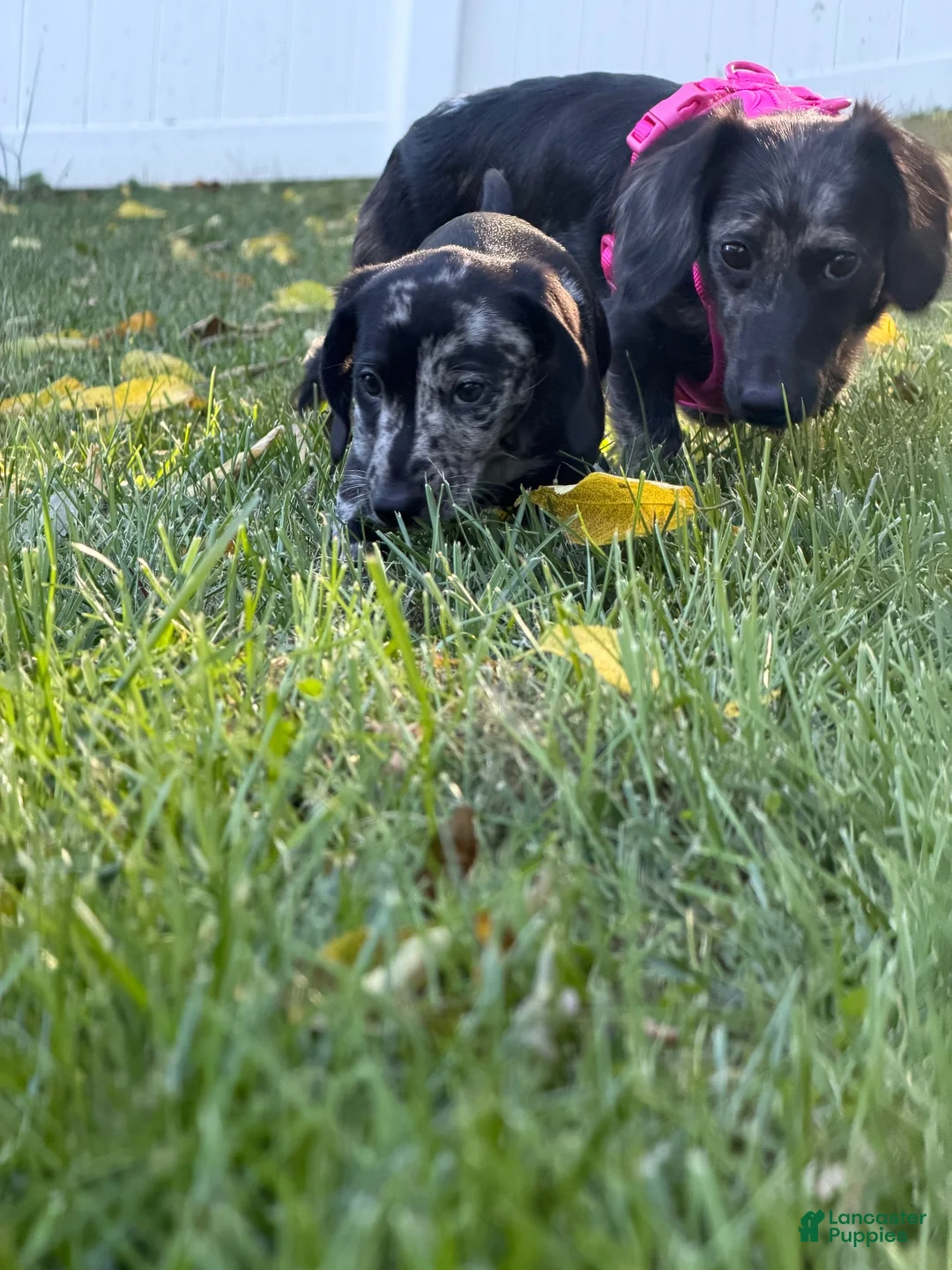 Miniature Dachshund dogs for sale: Bo-Peep - Ad 5