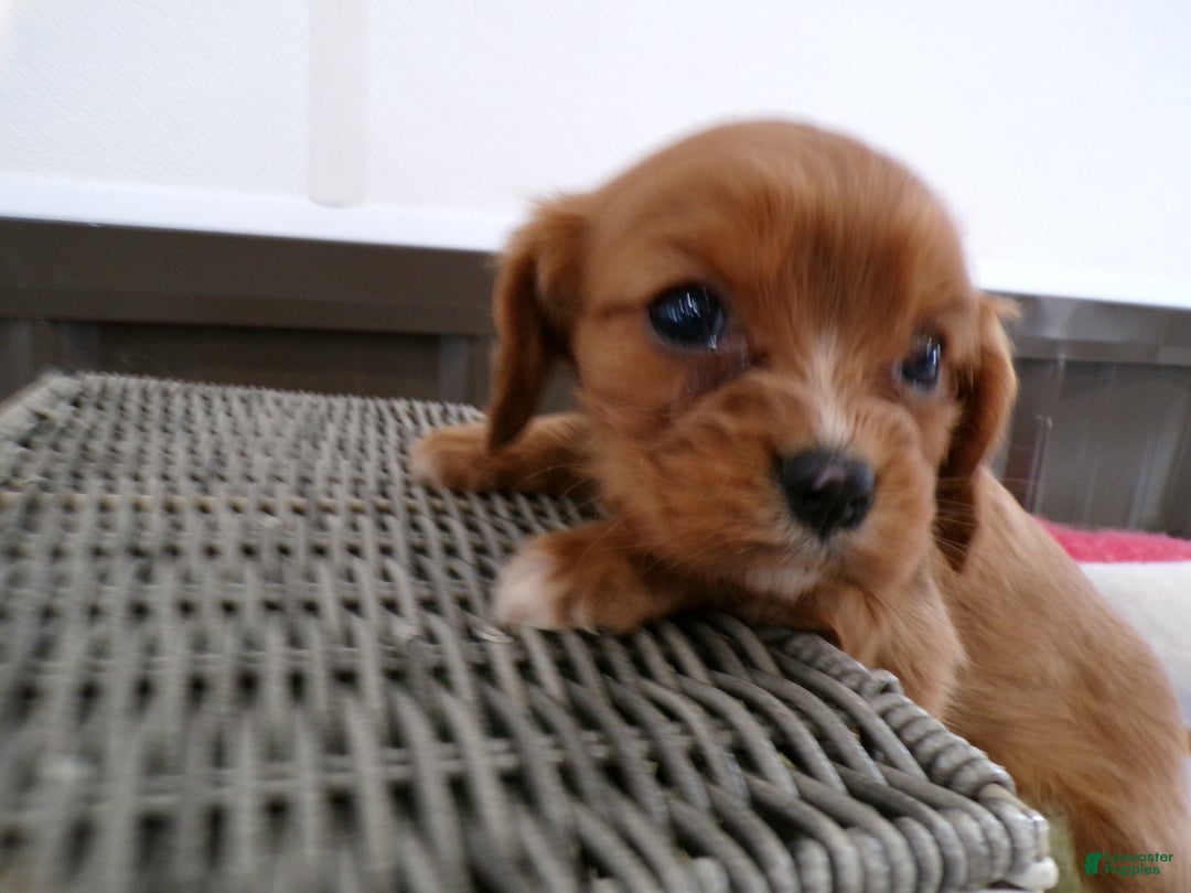 Cavalier King Charles Spaniel dogs for sale: Cavalier King Charles Spaniel Puppy 1 Red Button - Ad 2