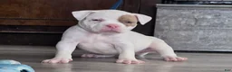 American Bully dogs for sale: Lilac Merle - Ad 1