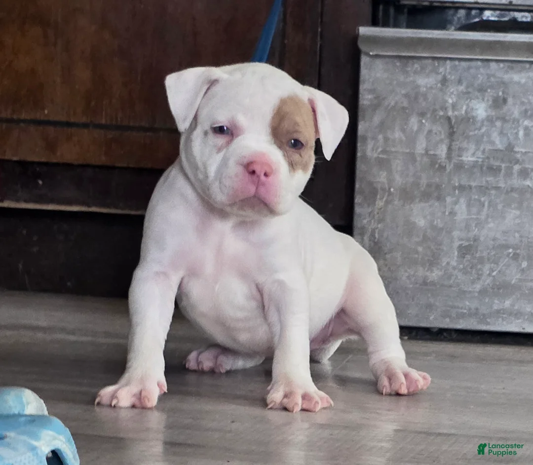 American Bully dogs for sale: Lilac Merle - Ad 1