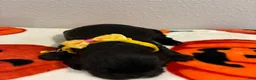Cockapoo dogs for sale: Cockapoo 3 - Ad 9