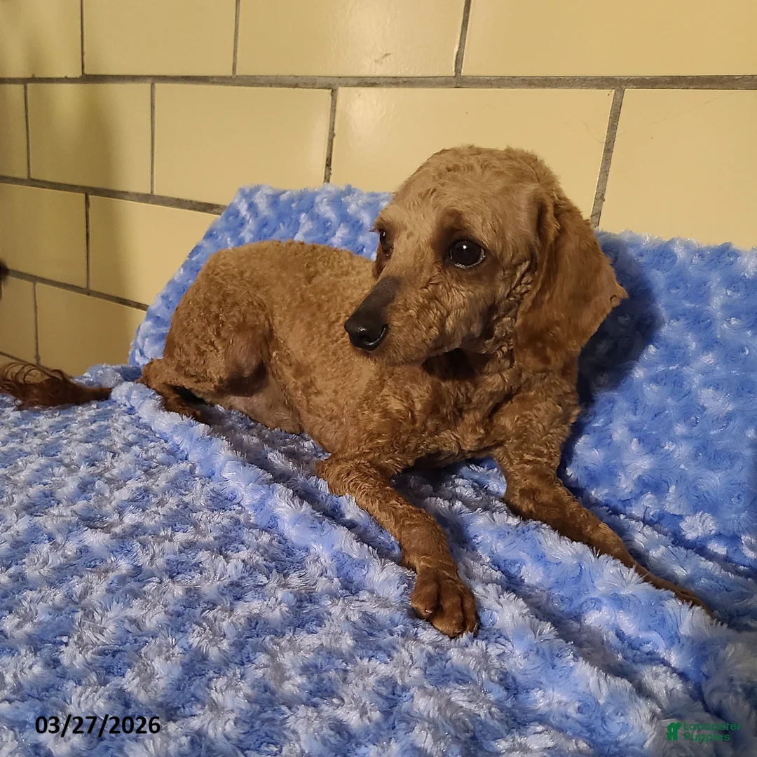 Miniature Poodle dogs for sale: Daffodil - Ad 8