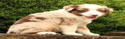 Miniature Australian Shepherd dogs for sale: Freddy - Ad 9