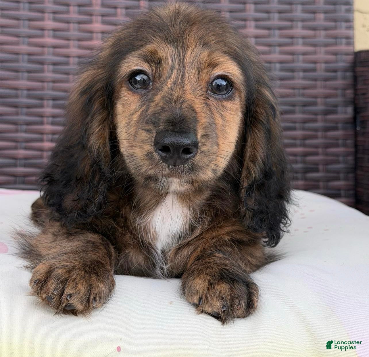 Dachshund dogs Pogo - Ad 10
