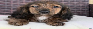 Pogo