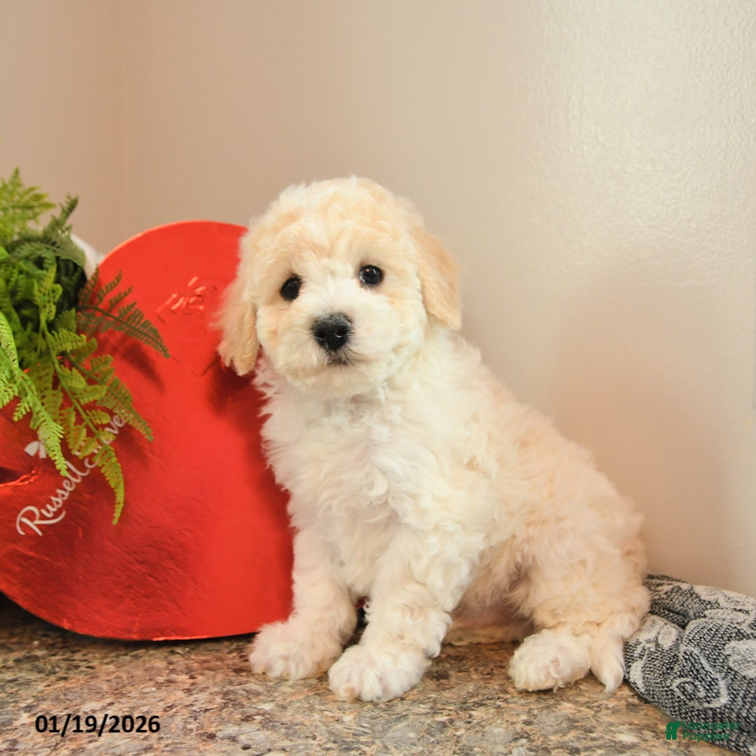 Bichpoo dogs for sale: Waffles - Ad 2