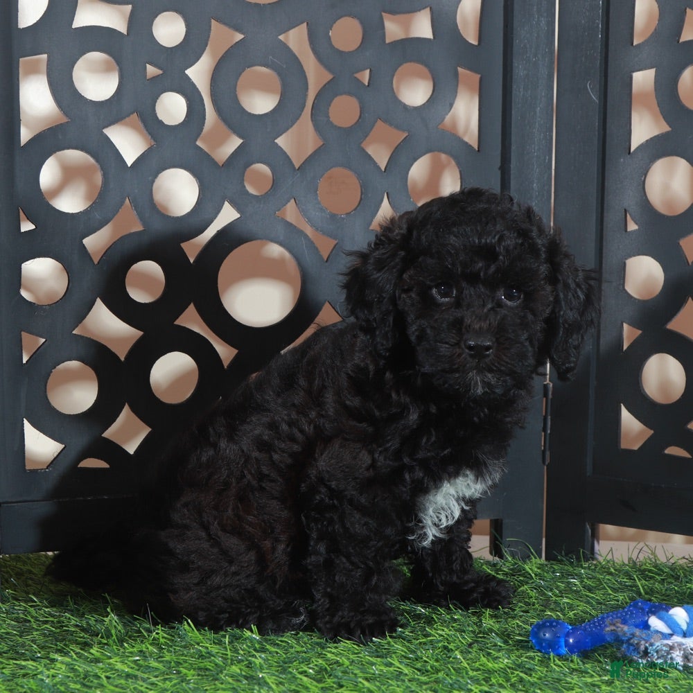 Miniature Poodle dogs Klondike Gorgeous Black and white Poodle Puppy - Ad 2