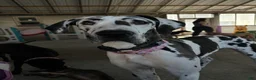 Great Dane dogs for sale: Otter - Ad 4