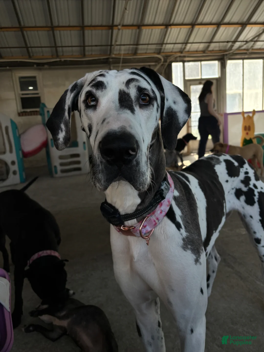 Great Dane dogs for sale: Otter - Ad 4