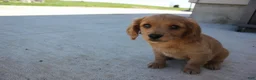 Cavachon dogs for sale: Dahlia - Ad 4