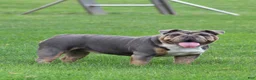 English Bulldog dogs for sale: Shantell - Ad 6