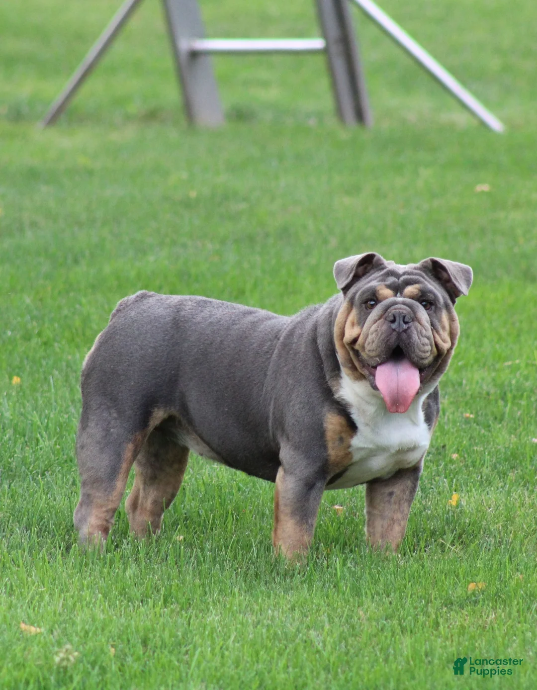 English Bulldog dogs for sale: Shantell - Ad 6