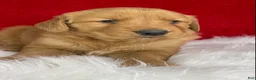 Golden Retriever dogs for sale: Scarlett - Ad 2