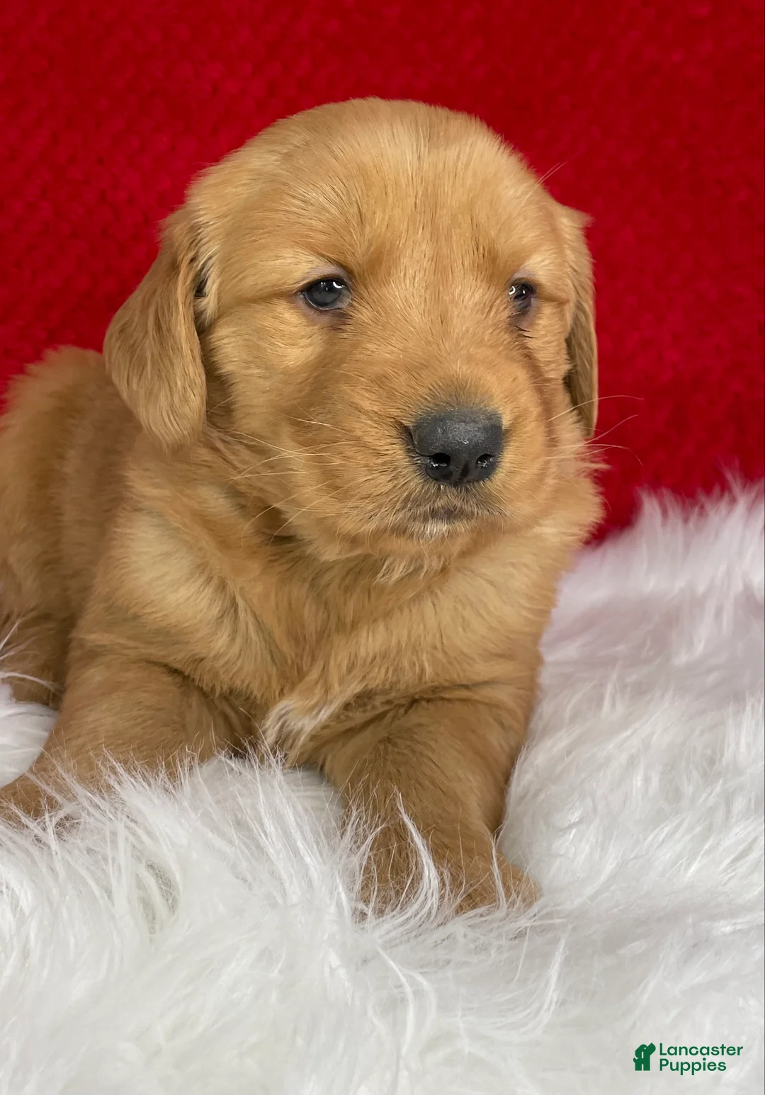 Golden Retriever dogs for sale: Scarlett - Ad 2