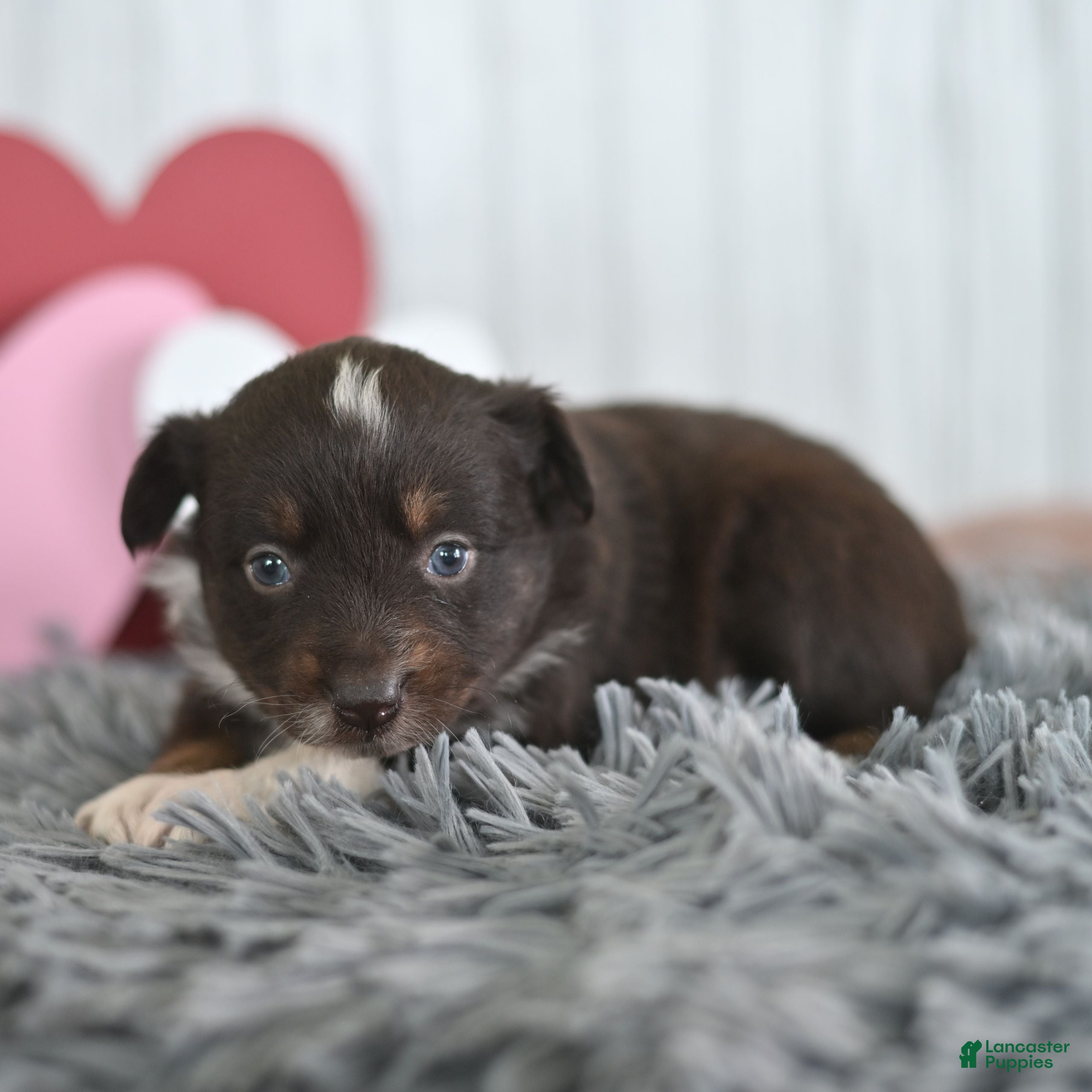 Miniature Australian Shepherd dogs Crystal  - Ad 2