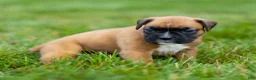 Boxer dogs for sale: Nettie Boxer  - Ad 8