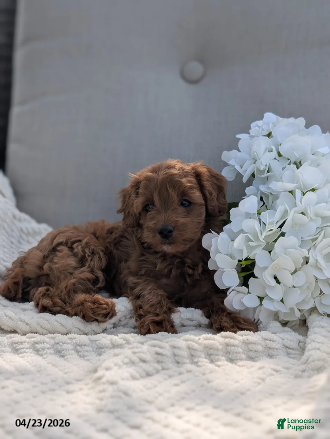 Cavapoo dogs for sale: Amy - Ad 2