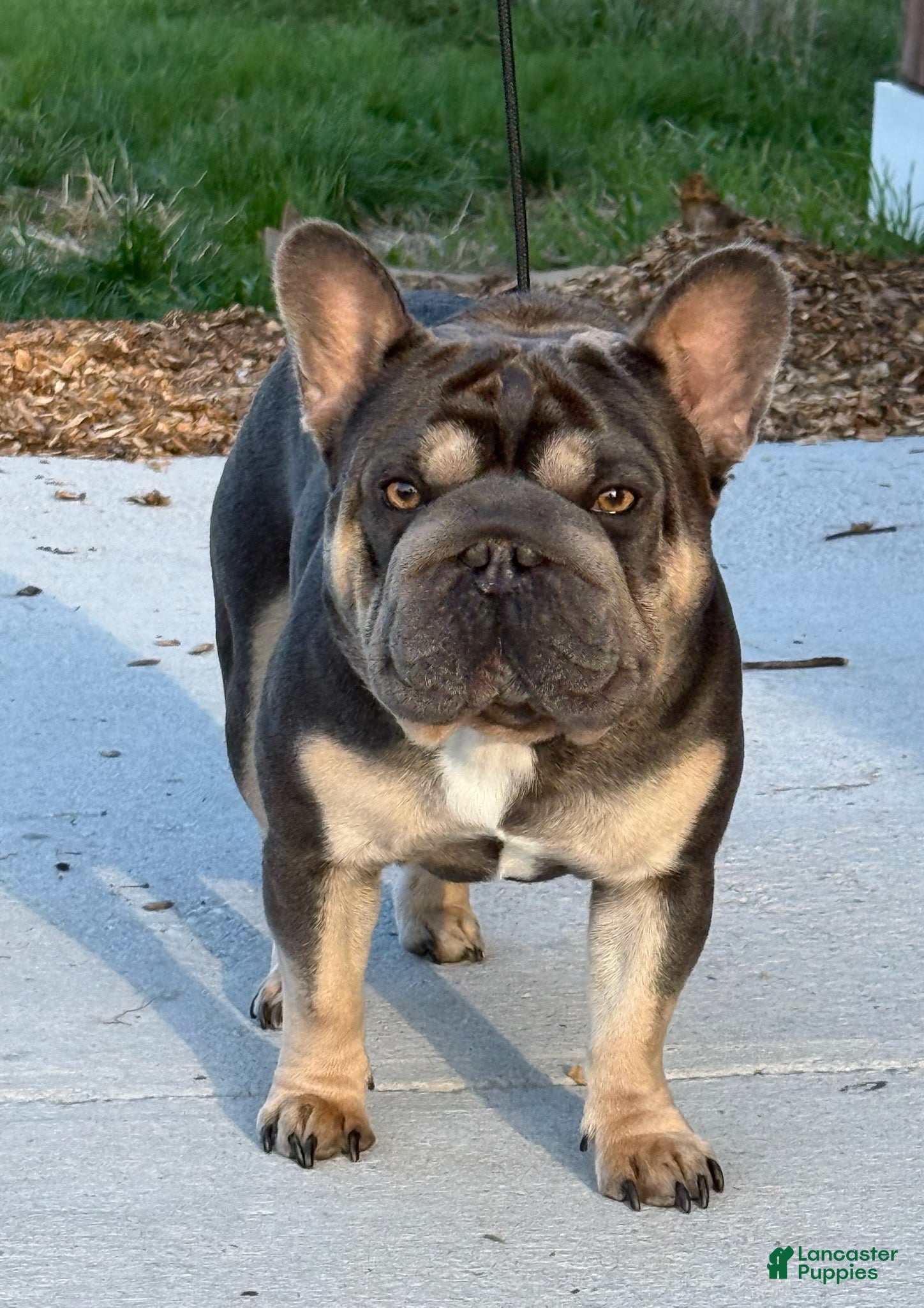 French Bulldog dogs Tito - Ad 2