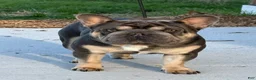 French Bulldog dogs for sale: Tito - Ad 2