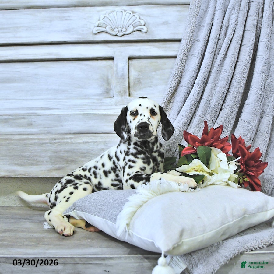 Dalmatian dogs Bruno - Ad 2