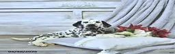 Dalmatian dogs for sale: Bruno - Ad 2