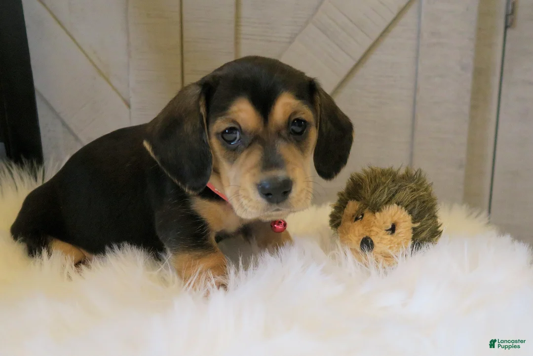 Miniature Dachshund dogs for sale: Jax - Ad 12