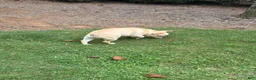 French Bulldog dogs for sale: French Bulldog 1 - Ad 5
