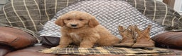 Goldendoodle dogs for sale: Reese - Ad 4