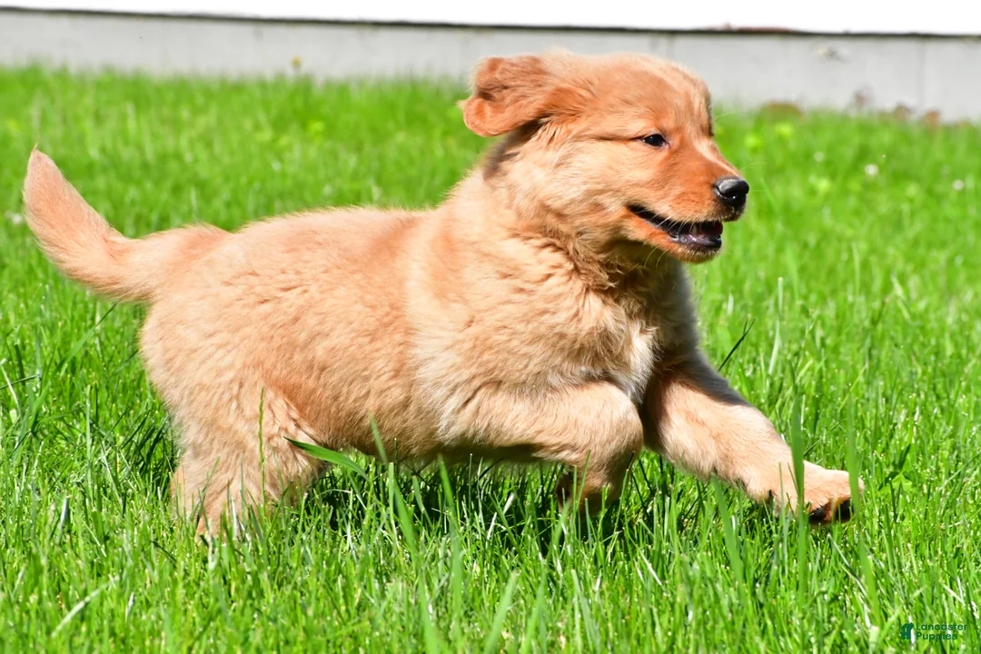 Golden Retriever dogs for sale: Axel - Ad 14