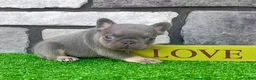 French Bulldog dogs for sale: Alex - Ad 5