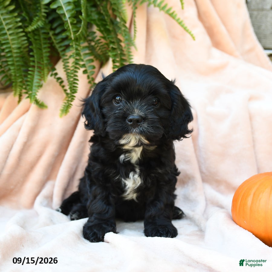 Cavachon dogs Lupine - Ad 2