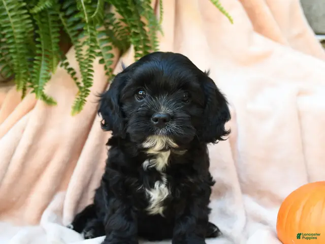 Cavachon dogs for sale: Lupine - Ad 2