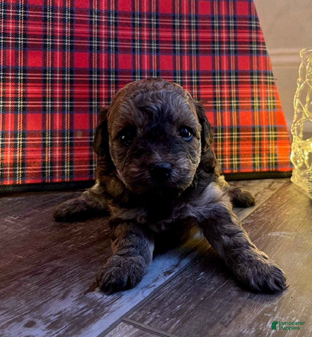 Pomapoo dogs for sale: S'Mores - Ad 3