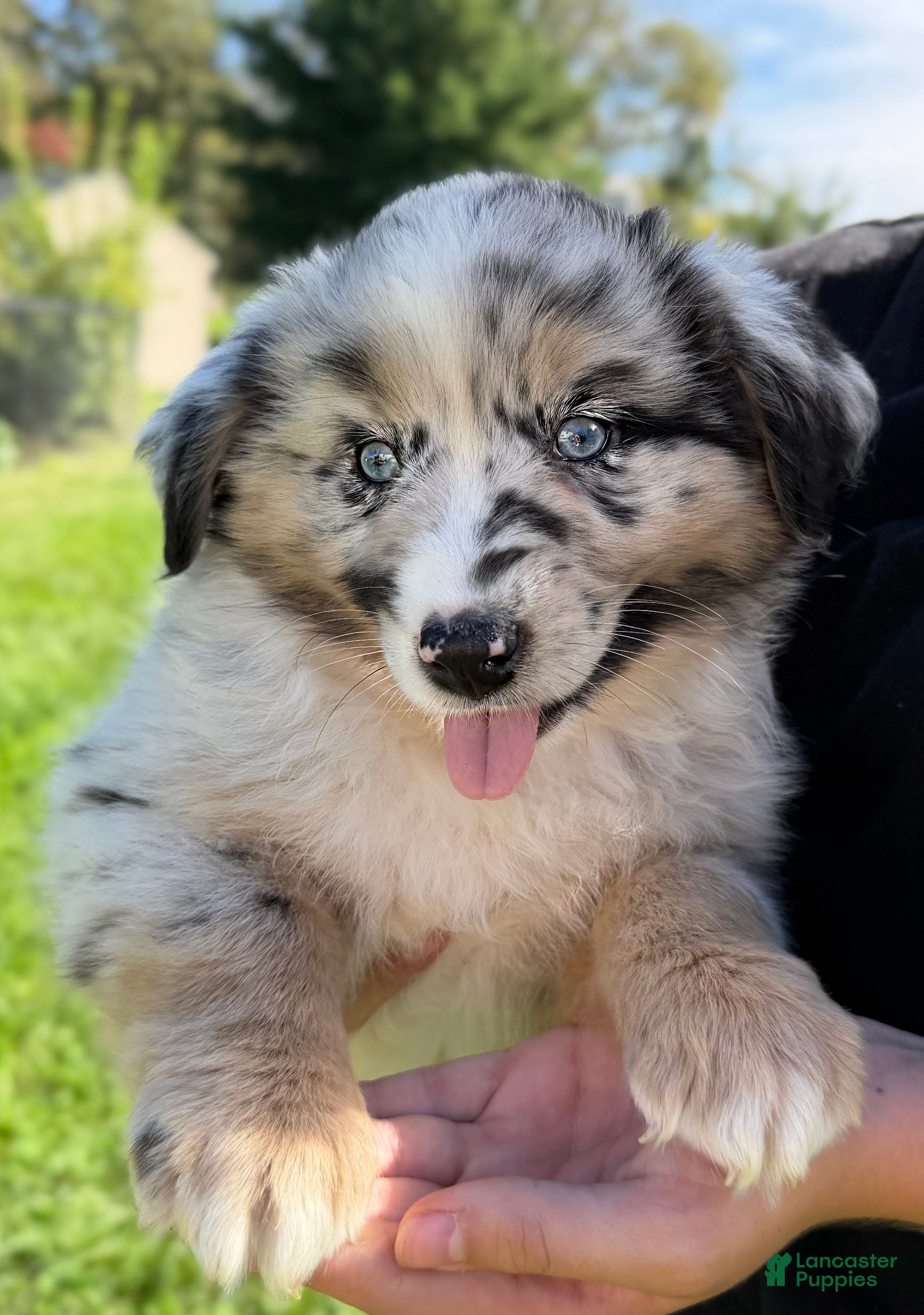 Miniature Australian Shepherd dogs Isla - Ad 2
