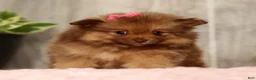 Pomeranian dogs for sale: Nutmeg - Ad 3