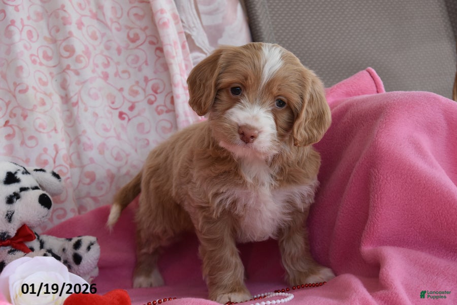 Cockapoo dogs Nora - Ad 36