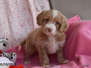 Cockapoo dogs Nora - Ad 37