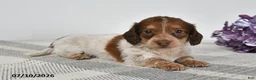 Miniature Dachshund dogs for sale: Benson - Ad 3