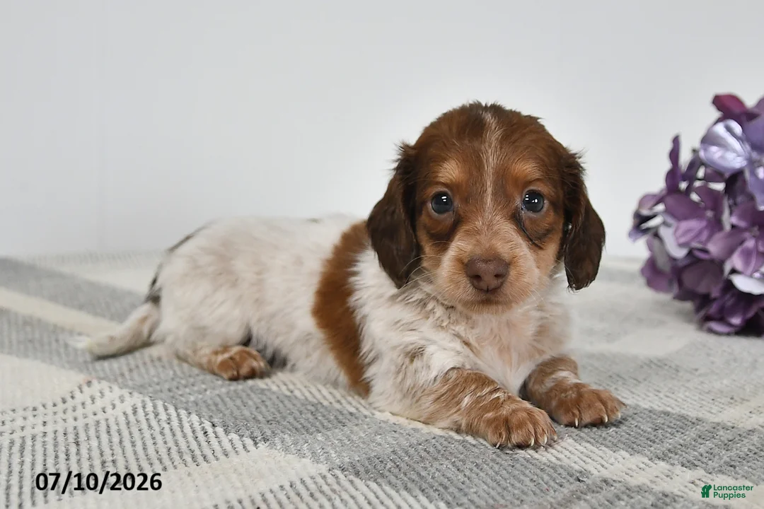Miniature Dachshund dogs for sale: Benson - Ad 3