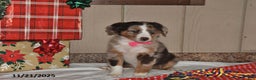 Australian Shepherd dogs for sale: Misty - Ad 4