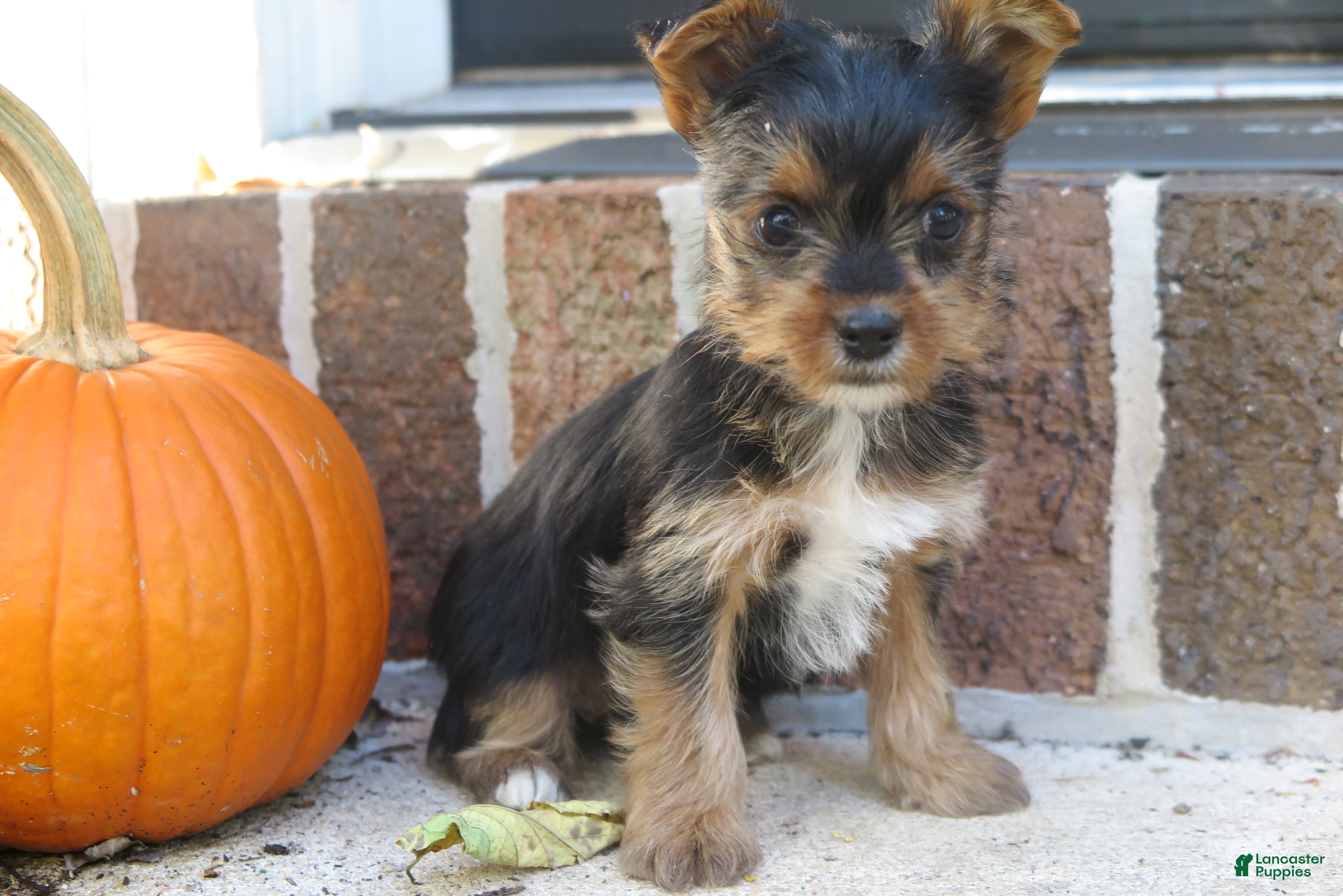 Yorkshire Terrier dogs for sale: Sophie - Ad 2