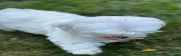 Maltese dogs for sale: Maltese Puppy 2 - Ad 3