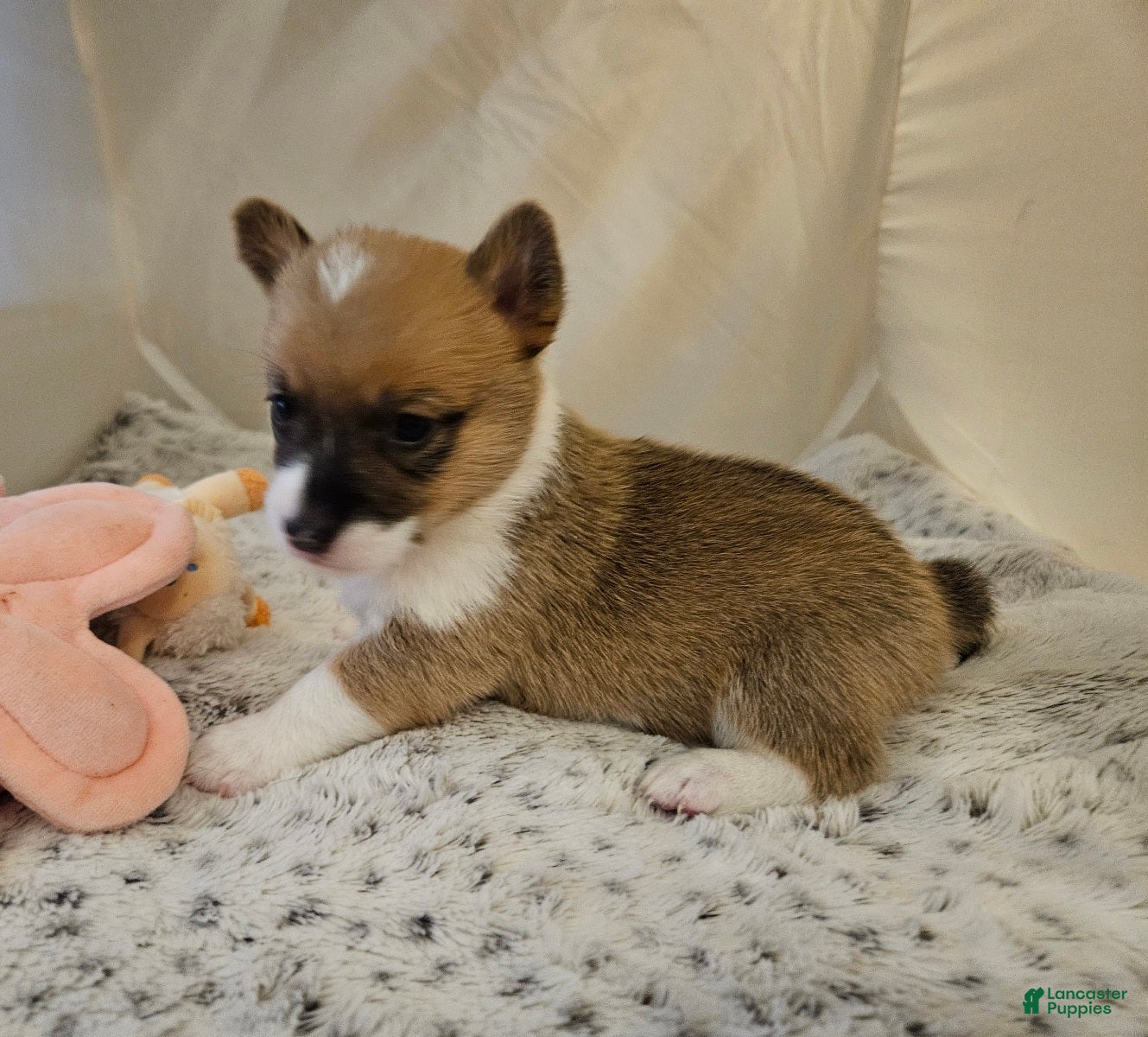Mixed Breed dogs Janus - Ad 1